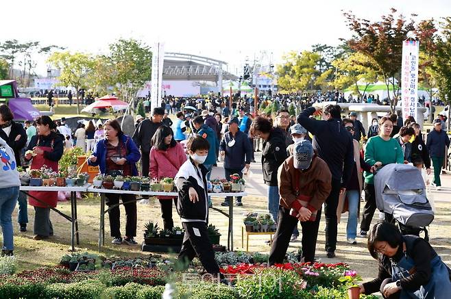 화순 고인돌 가을꽃 축제 / 사진-화순군