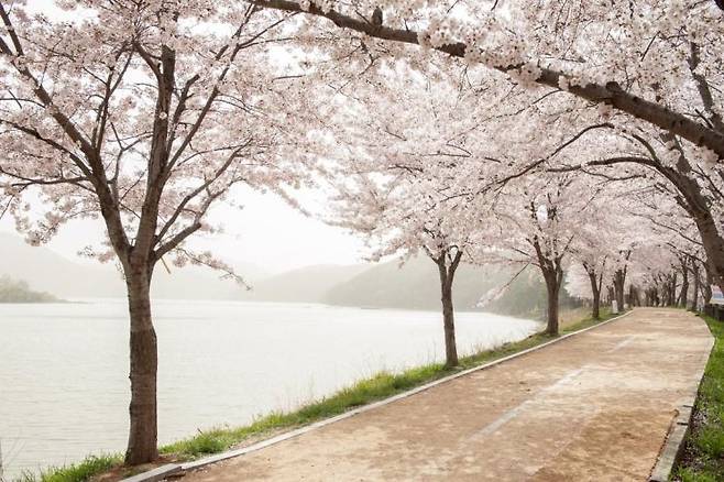 회동호 치유숲길은 수변 산책로로 탐방객 사이 인기를 모은다. 봄철 회동호를 따라 걸을 수 있도록 조성된 산책로가 길게 뻗어나 있다. 산림청 제공