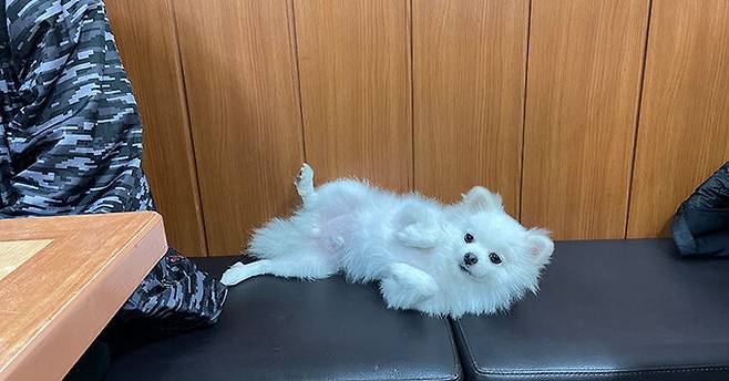 지난 24일 강아지 '모찌'가 혼밥 손님 옆 누워있다. 김지호 기자