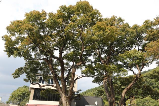 월광수변공원 인근의 400여 년 느티나무는 대구광역시 지정 보호수다. ⓒ박준규
