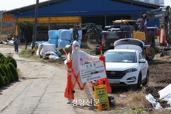 국내에서 처음으로 소 바이러스성 질병인 ‘럼피스킨병’ 확진 사례가 발생한 지 사흘째인 지난 22일 경기 평택시 포승읍의 럼피스킨병 확진 젖소농가에서 가축방역당국 관계자들이 살처분 준비 작업을 하고 있는 모습. 조태형 기자