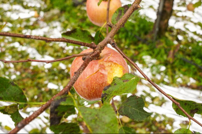 지난 26일 충북 북부지역에 내린 우박으로 단양지역의 한 과수농가 사과가 피해를 봤다. 단양군 제공
