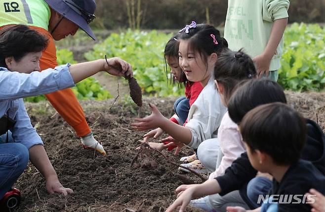 [서울=뉴시스] 고승민 기자 = 31일 서울 꽃초롱 자연학습장에서 서초구청 주관으로 열린 '꼬마농부와 함께하는 가을작물 수확체험' 행사에서 관내 어린이집 원생들이 고구마 수확체험을 하고 있다. 2023.10.31. kkssmm99@newsis.com