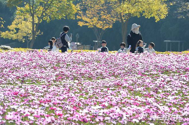 [울산=뉴시스] 배병수 기자 = 31일 오전 울산 중구 태화강국가정원에 코스모스가 활짝 펴 있다. 2023.10.31. bbs@newsis.com