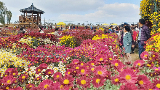 제23회 서산시국화축제 전경. 사진=서산시 제공