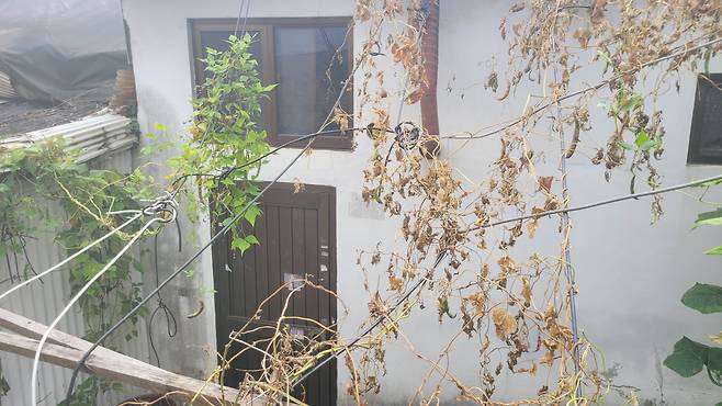 서울 종로구 소재 한 집이 방치된 모습. [이준태 기자]