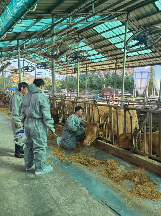 경기 안산에서 수의사들이 소 럼피스킨병 차단을 위한 소들에게 백신을 접종하고 있다. 사진=경기도