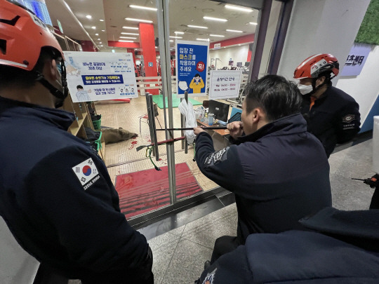 서울시 소방재난본부 관계자가 스포츠센터에 들어온 멧돼지에게 마취총을 쏘고 있다.서울시청 제공