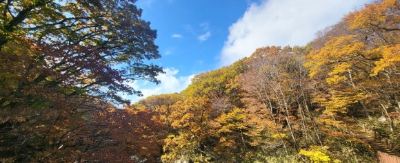 한라산 어리목탐방코스 초입에서 만난 가을. 제주 강동삼 기자