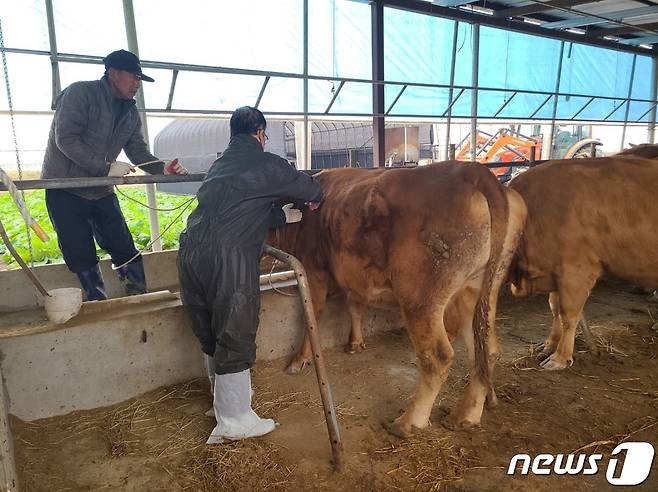 럼피스킨병이 발생한 충북 음성군 원남면 보천리 한우농장 10㎞ 방역대에 속한 증평군의 한 축산농가에서 백신접종이 이뤄지고 있다.(증평군 제공)2023.10.26/뉴스1 ⓒ News1 엄기찬 기자