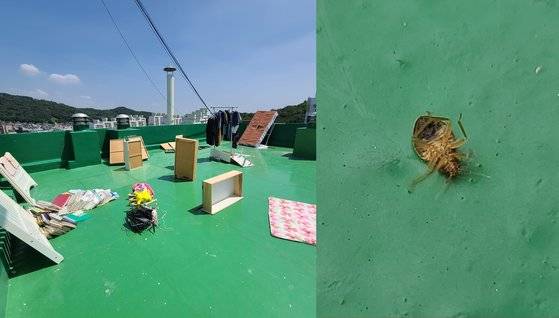 지난 8월 초부터 셀프 방역을 시작한 인천 연수구 주민 김모(61)씨가 방역 초기 주택 옥상에 올려놓은 가구와 짐들(왼쪽). 폐사한 빈대가 옥상 바닥에 떨어진 모습. 사진 독자