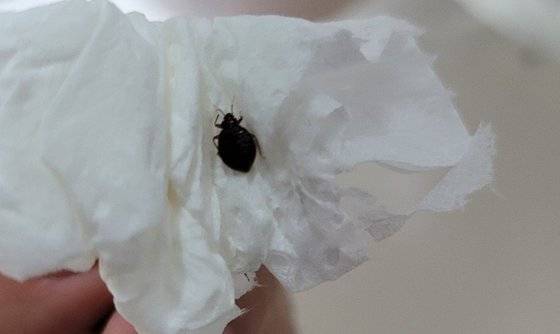 서울 송파구 주민 박모(55)씨가 집안에서 잡은 빈대. 송씨는 "빈대 방역을 하는 동안 김장 봉투에 빨래한 옷감을 넣고 밀봉해서 사용하고, 침구류도 일주일에 두번 가량 건조기로 돌렸다"고 말했다. 사진 독자