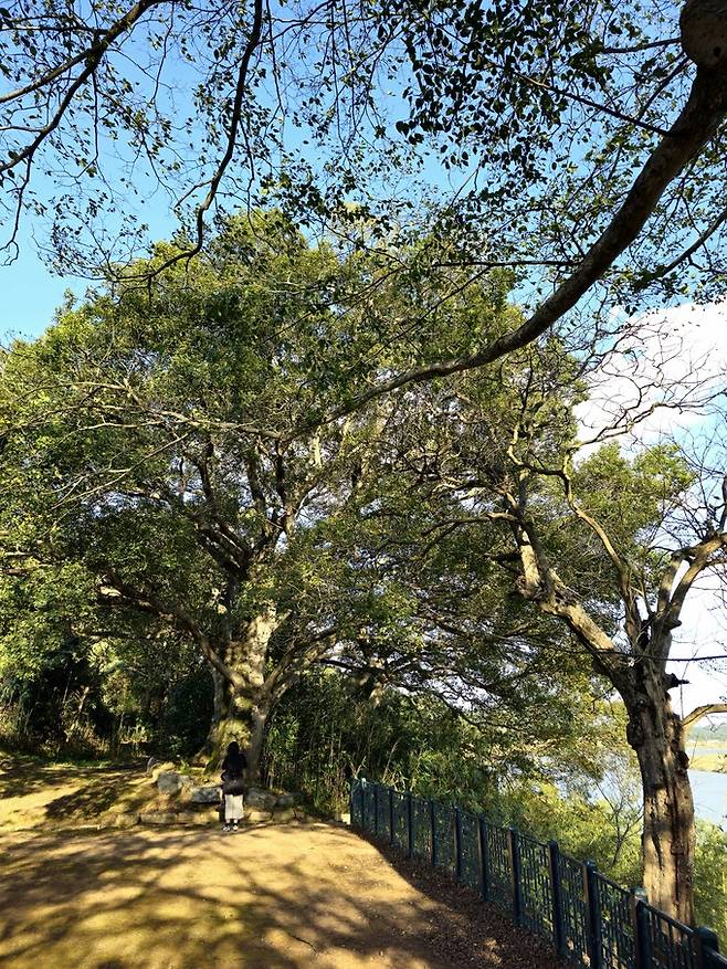 식영정 오백살 팽나무.