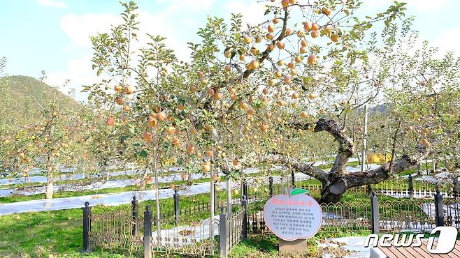 충북 영동군 심천면 단전리 소재 단전농장에 우리나라 최초의 후지(富士) 사과나무 1세대 3그루가 남아있다. (영공군 제공) /뉴스1