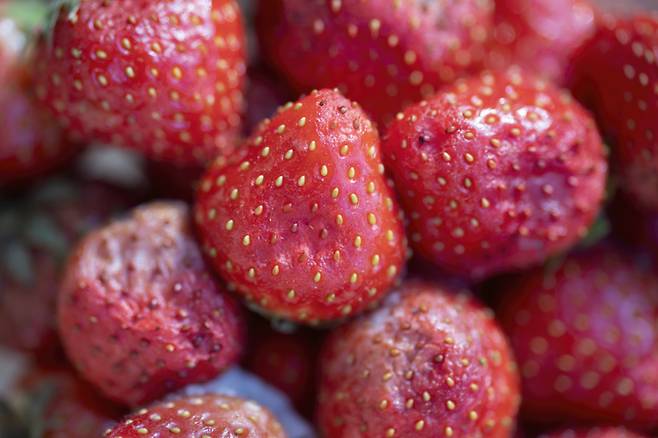딸기가 물러지는 것은 딸기의 세포벽이 파괴되며 나타나는 현상으로, 곰팡이가 피지 않은 이상 성분에 이상은 없다./사진=게티이미지뱅크