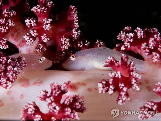 제주수중사진챔피언십 접사 부문 금상 이진호의 '만남' (제주=연합뉴스) 제주에서 열린 '2023 제주수중사진챔피언십' 접사 부문 금상 이진호의 '만남'. 2023.11.6 [제주수중사진챔피언십조직위원회 제공. 재판매 및 DB 금지]