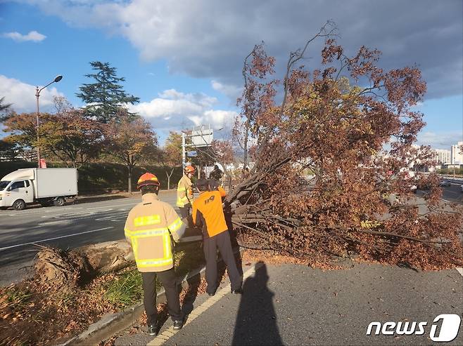 지난 6일 대구 수성구 만촌동에서 나무가 쓰러져 관계당국이 정리하고 있다.(대구소방안전본부 제공)