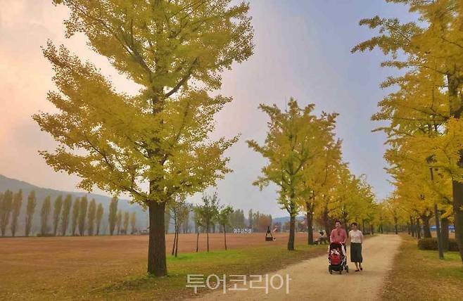 유모차를 끌고 강천섬 산책을 즐기는 가을 나들이객