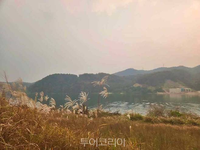 남한강과 억새 풍경