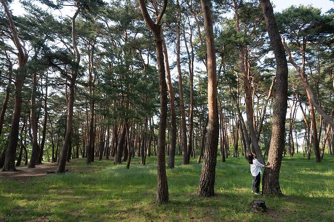 '허균 허난설헌 기념공원'은 울울창창한 소나무 산책로를 품고 있다. '솔향 강릉'에서도 비교적 한적한 편이어서 강릉 시민들이 즐겨 찾는다. / 임화승 영상미디어 기자