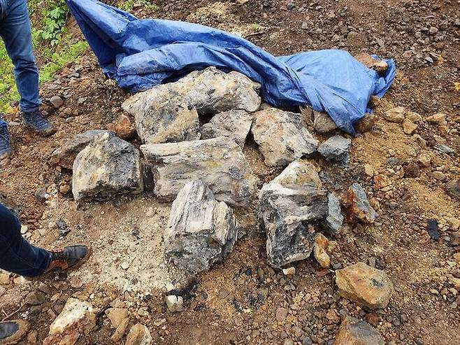 수습된 목재 화석 모습.