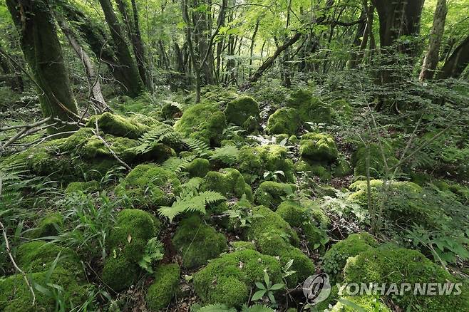 생명의 보고 곶자왈 [연합뉴스 자료 사진]