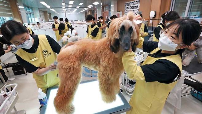 지난 23일 경북 봉화군 한국펫고 학생들이 학교 반려동물 교육센터 미용실에서 아프간하운드의 털을 다듬고 있다. 국내 첫 반려동물 특성화 고교인 이곳은 반려동물 매니지먼트과, 반려동물 뷰티케어과 등을 운영하고 있다. 이 학교의 전신(前身)인 경북인터넷고는 학생 수가 급감하며 폐교 위기에 몰렸지만, 한국펫고 전환 이후 최근 2년간 3대1의 평균 입학 경쟁률을 기록하며 학생들이 몰리고 있다. /신현종 기자