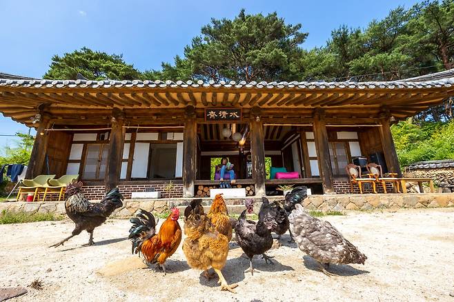 경남 산청 '촌캉스' 명소로 알려진 '산청 고요' 마당에 들어서면 주인인 김정근 촬영감독의 '반려닭'들이 마중 나온다. 투숙하는 동안 닭에게 모이 주기, 가마솥에 불 때기, 장작 패기, 불멍 때리기 등 시골 체험 4종을 해볼 수 있다. / 이신영 영상미디어 기자