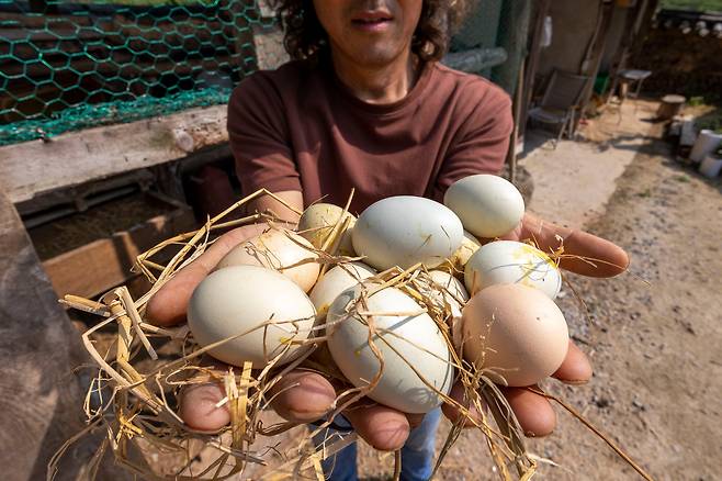 시골엔 '날것'이 기다린다. '산청 고요' 마당에 방생해 키우는 '반려 닭'들이 낳은 신선한 달걀은 투숙객들에게 무료 제공하는 '웰컴 선물'과 같다. '오리지널 무항생제 자연방사 유정란'이다. / 이신영 영상미디어 기자