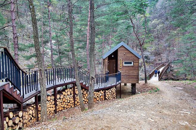 '삼척 활기 치유의 숲'에 있는 트리하우스는 숙박과 숲 치유 프로그램 진행 공간으로 활용 중이다. / 한준호 영상미디어 기자