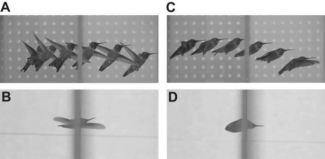 미국 버클리 캘리포니아대 연구진이 분석한  벌새의 비행 모습. 날개 폭보다 좁을 틈을 통과하기 위해 날개를 먼저 통과하거나 날개를 몸 뒤로 붙여 탄도비행했다./마크 배저