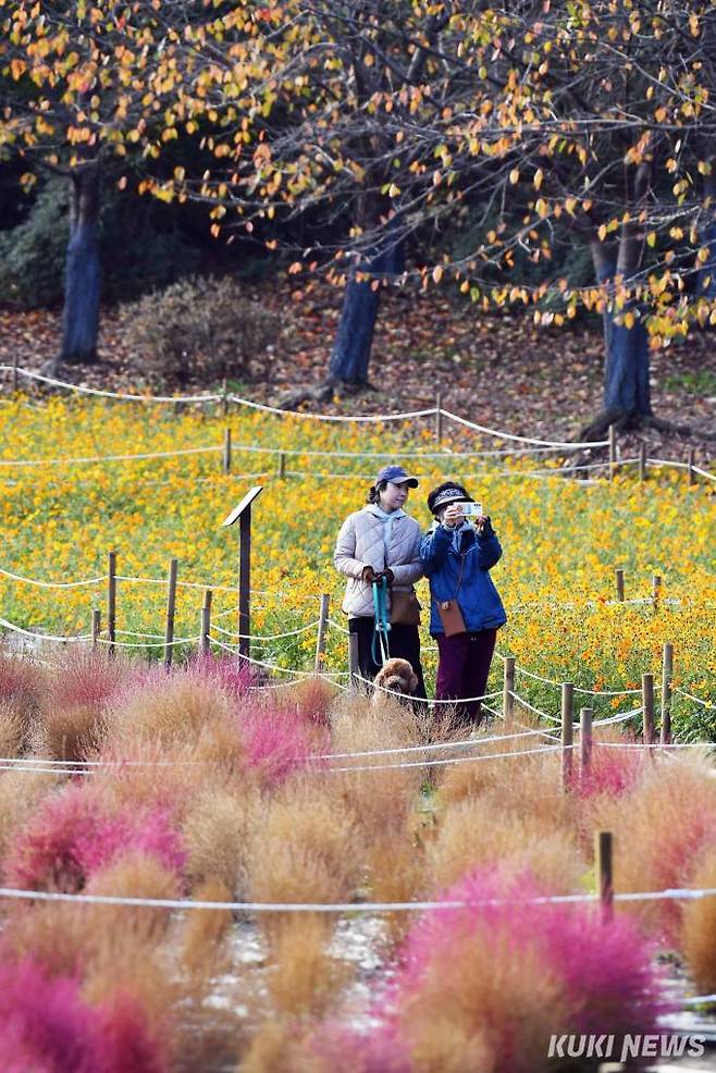 올림픽공원 내 야생화단지에 노랑코스모스, 댑싸리, 국화 등이 만개해 배경의 갈색 낙엽과 조화를 이루고 있다.