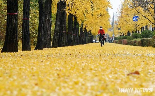 올림픽공원 북2문 밖 은행나무 가로수가 지난 강풍에 대부분 떨어져 노란 낙엽길을 조성했다.