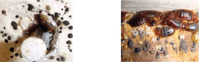 [질병관리청 제공]