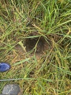 농기계 전문 개발업체인 ‘G금강’이 전남 나주의 한 논에서 30㎝ⅹ30㎝ 넓이, 10㎝ 깊이로 판본 결과 땅에서 100개가 넘는 휴면 볍씨가 발견됐다.