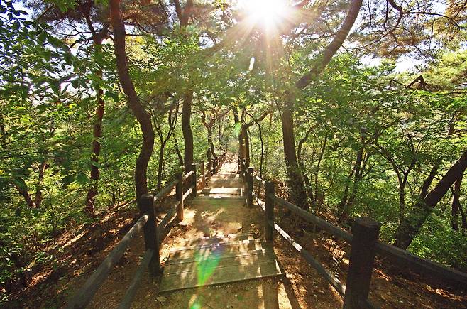 삼청공원으로 내려가는 숲길