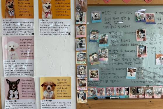 카페 한쪽 벽면에 유기견들의 성격과 특징이 적힌 가족지원서가 붙어 있다. 〈사진=한류경 기자〉