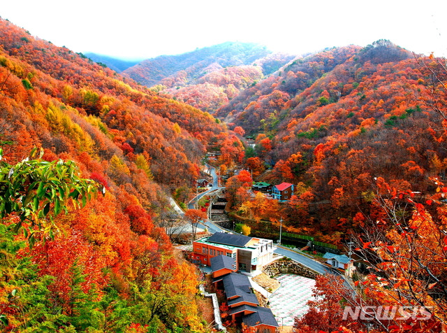 [영동=뉴시스] 충북 영동 민주지산자연휴양림