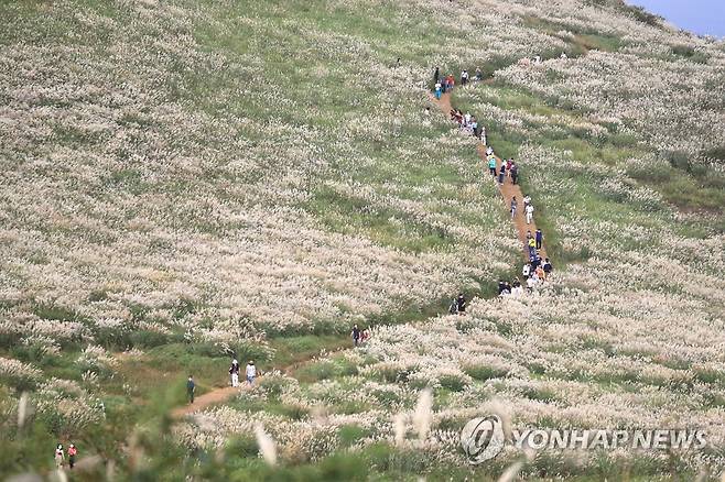 깊어가는 제주의 가을 (제주=연합뉴스) 박지호 기자 = 10일 오전 제주시 애월읍 봉성리 새별오름을 찾은 관광객들이 활짝 핀 억새꽃과 함께 가을 정취를 즐기고 있다. 2021.10.10 jihopark@yna.co.kr