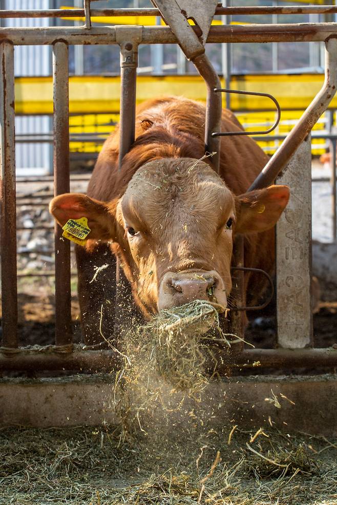 전남 장흥 '풀로만목장' 한우 100여 마리는 곡물 배합사료와 볏짚을 대신 라이그래스와 알팔파 등 목초와 미네랄, 비타민제, 명품 토판 천일염을 먹고 자란다. 넓고 쾌적한 축사에 살면서 바깥에서 충분히 뛰놀기도 한다./이신영 영상미디어 기자