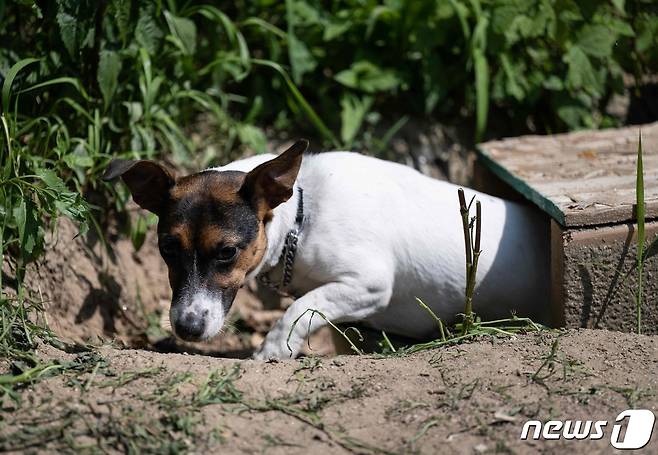 쥐 잡는 훈련 중인 잭 러셀 테리어. <기사 내용과는 무관> ⓒ AFP=뉴스1 ⓒ News1 정지윤 기자