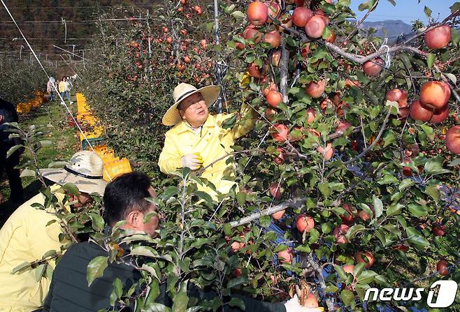 박일호 밀양시장이 15일 산내면 사과 수확 현장을 방문해 일손돕기에 참여하고 있다.(밀양시 제공)