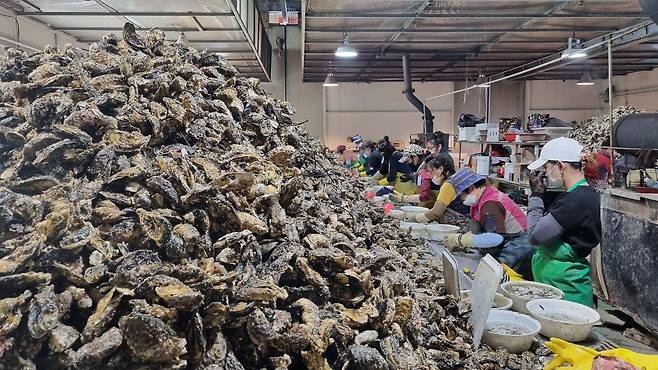 지난 7일 경남 통영의 한 박신장(굴 껍데기 작업장)의 모습. 굴 산업계는 지난해부터 이어진 코로나로 인해 외국인 근로자 수급난을 겪고 있다. /통영=김준호 기자