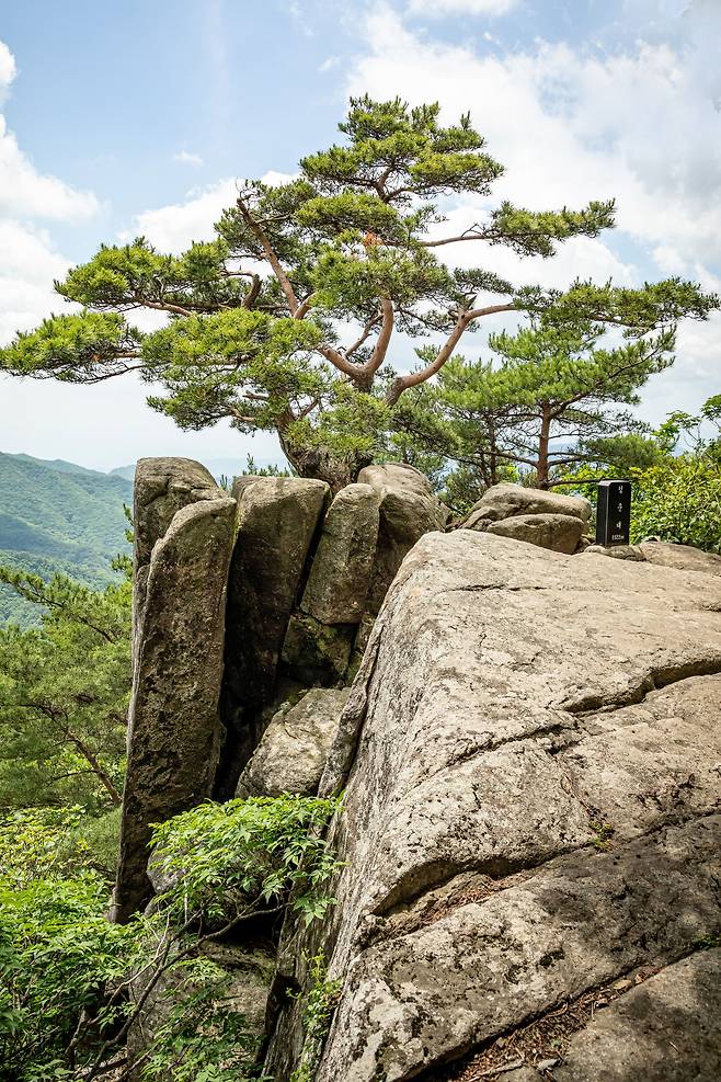 하늘 정원에서 '원효굴' 방면의 오솔길을 따라가다보면 팔공산의 비경 중 하나인 '청운대'가 기다린다. 벼랑 끝에서도 고아한 자태를 뽐내며 서 있는 소나무가 비현실적인 풍광이다. / 장은주 영상미디어 객원기자