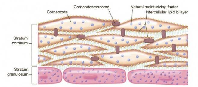 피부 맨 바깥에 있는 죽은 각질세포(corneocyte)로 이뤄진 각질층(stratum corneum)을 도식화한 그림이다. 신시내티대 제공