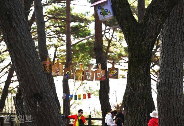 소금산 출렁다리 부근의 솔숲 쉼터.