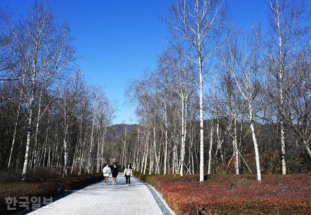 뮤지엄산 웰컴센터에서 본관으로 가는 길에 자작나무 숲길이 조성돼 있다.