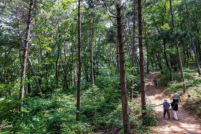 '산방환담' 속 ‘밭산’은 모르고 보면 그저 잡초가 무성한 수풀 같다. 하지만 알고 보면 더덕, 두릅, 곰취, 병풍취, 명이나물, 누리대, 눈개승마 등 산나물과 약초 밭이다./양수열 영상미디어 기자