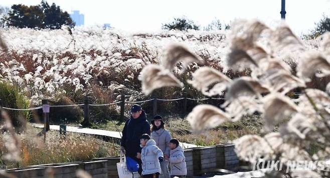 본격적인 겨울로 접어들기 전 가을의 정취를 느끼며 한 가족이 은빛 억새밭을 산책하고 있다.