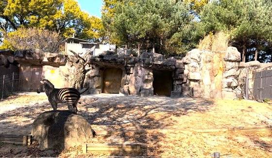 바위 앞에서 잠시 배변활동을 하고 있는 그랜트얼룩말, 세로. 문희철 기자